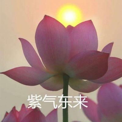 问鼎风云满v版下载